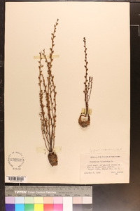 Epifagus virginiana image