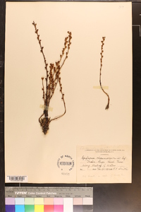 Epifagus virginiana image