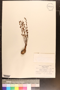 Epifagus virginiana image