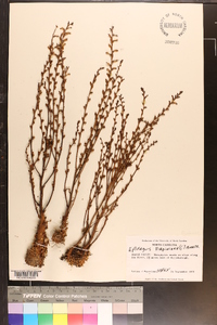 Epifagus virginiana image