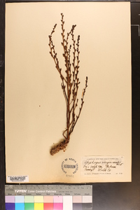 Epifagus virginiana image