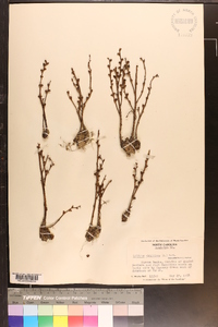 Epifagus virginiana image