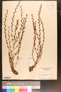 Epifagus virginiana image