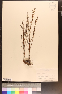 Epifagus virginiana image