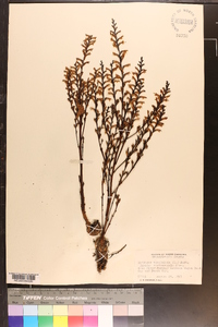 Epifagus virginiana image