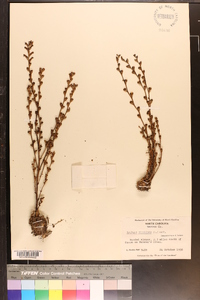 Epifagus virginiana image