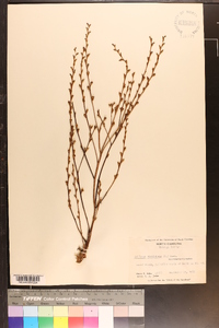 Epifagus virginiana image