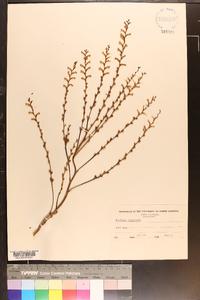 Epifagus virginiana image