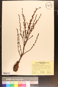 Epifagus virginiana image