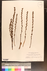 Epifagus virginiana image