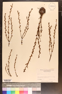 Epifagus virginiana image