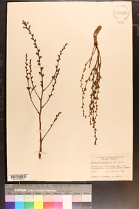 Epifagus virginiana image