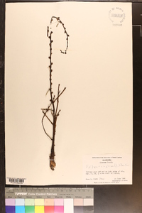 Epifagus virginiana image