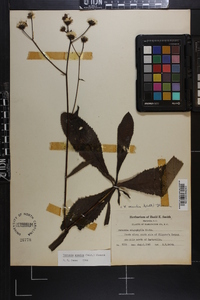 Vernonia acaulis image