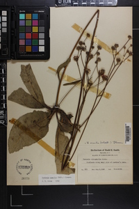 Vernonia acaulis image