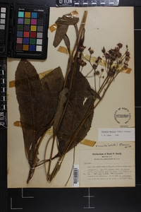 Vernonia acaulis image