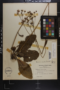 Vernonia acaulis image