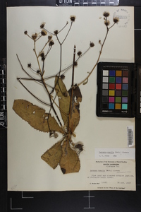 Vernonia acaulis image