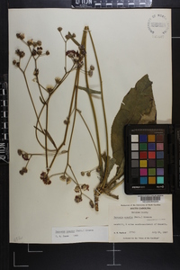 Vernonia acaulis image