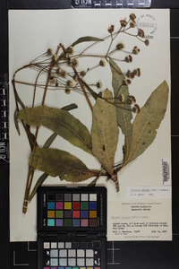 Vernonia acaulis image