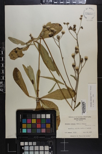 Vernonia acaulis image