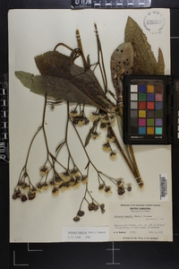 Vernonia acaulis image