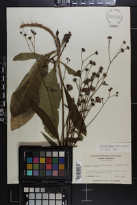 Vernonia acaulis image