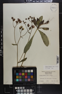 Vernonia acaulis image