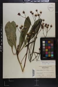 Vernonia acaulis image