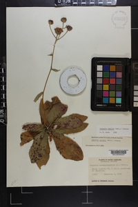 Vernonia acaulis image