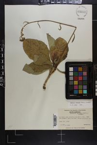 Vernonia acaulis image