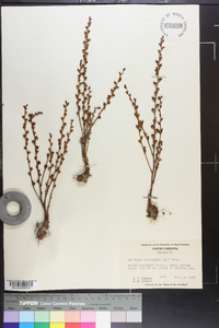 Epifagus virginiana image