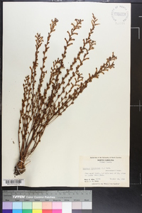 Epifagus virginiana image