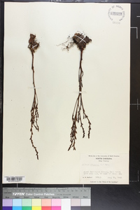 Epifagus virginiana image