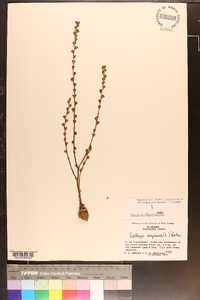 Epifagus virginiana image