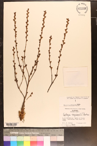 Epifagus virginiana image