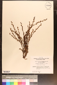 Epifagus virginiana image