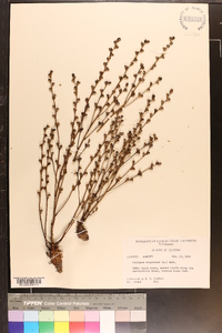 Epifagus virginiana image