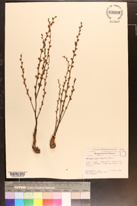 Epifagus virginiana image