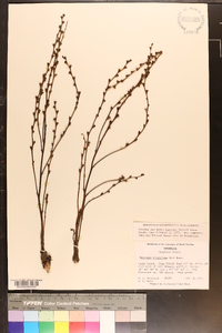 Epifagus virginiana image