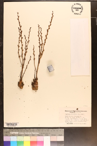 Epifagus virginiana image