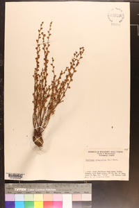 Epifagus virginiana image