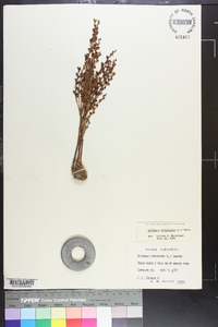 Epifagus virginiana image