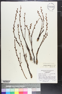 Epifagus virginiana image