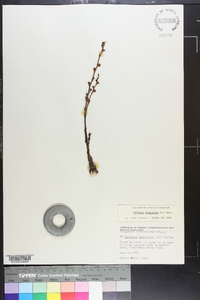 Epifagus virginiana image