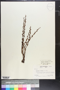 Epifagus virginiana image