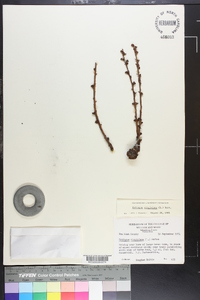 Epifagus virginiana image