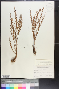 Epifagus virginiana image