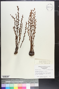 Epifagus virginiana image