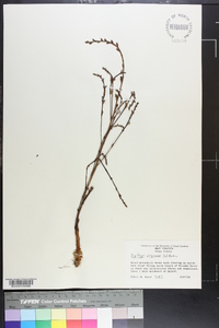 Epifagus virginiana image